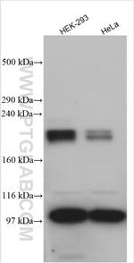 SLIT2 Antibody in Western Blot (WB)