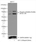 Phospho-p70 (S6K) (Thr389) Antibody in Western Blot (WB)