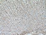 MOG Antibody in Immunohistochemistry (Paraffin) (IHC (P))