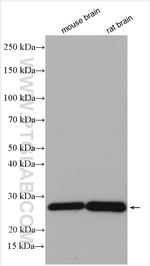 MOG Antibody in Western Blot (WB)