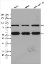 ZAK Antibody in Western Blot (WB)