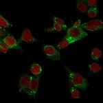 GPX4/MCSP Antibody in Immunocytochemistry (ICC/IF)