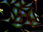 WIPI2 Antibody in Immunocytochemistry (ICC/IF)