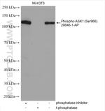 Phospho-ASK1 (Ser966) Antibody in Western Blot (WB)