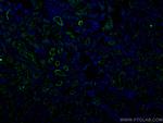 ACE2 Antibody in Immunohistochemistry (Paraffin) (IHC (P))