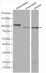 ACE2 Antibody in Western Blot (WB)