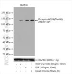 Phospho-NOS3 (Thr495) Antibody in Western Blot (WB)