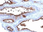 CD13/Aminopeptidase-N (Myeloid Cell Marker) Antibody in Immunohistochemistry (Paraffin) (IHC (P))