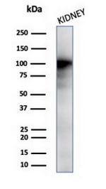 CD13/Aminopeptidase-N (Myeloid Cell Marker) Antibody in Western Blot (WB)