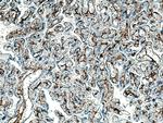 Integrin alpha-1 Antibody in Immunohistochemistry (Paraffin) (IHC (P))