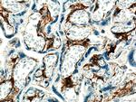 Integrin alpha-1 Antibody in Immunohistochemistry (Paraffin) (IHC (P))