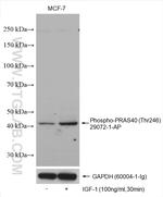 Phospho-PRAS40 (Thr246) Antibody in Western Blot (WB)