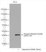 Phospho-PRAS40 (Thr246) Antibody in Western Blot (WB)