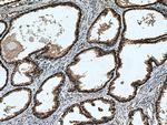 RPL5 Antibody in Immunohistochemistry (Paraffin) (IHC (P))