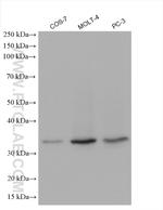 RPL5 Antibody in Western Blot (WB)