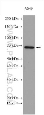 MMP14 Antibody in Western Blot (WB)