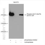 Phospho-ACC1 (Ser79) Antibody in Western Blot (WB)