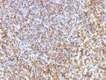 Galectin-13 (GAL13)/Placental Protein 13 (PP13) Antibody in Immunohistochemistry (Paraffin) (IHC (P))