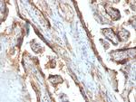 Galectin-13 (GAL13)/Placental Protein 13 (PP13) Antibody in Immunohistochemistry (Paraffin) (IHC (P))