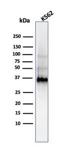 Galectin-13 (GAL13)/Placental Protein 13 (PP13) Antibody in Western Blot (WB)