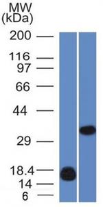 Galectin-13 (GAL13)/Placental Protein 13 (PP13) Antibody in Western Blot (WB)