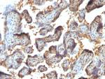 Galectin-13 (GAL13)/Placental Protein 13 (PP13) Antibody in Immunohistochemistry (Paraffin) (IHC (P))