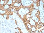 Galectin-13 (GAL13)/Placental Protein 13 (PP13) Antibody in Immunohistochemistry (Paraffin) (IHC (P))