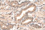 MAP3K7 Antibody in Immunohistochemistry (Paraffin) (IHC (P))