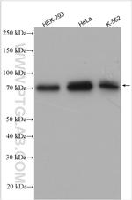 MAP3K7 Antibody in Western Blot (WB)