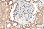 PADI2 Antibody in Immunohistochemistry (Paraffin) (IHC (P))