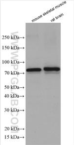 PADI2 Antibody in Western Blot (WB)