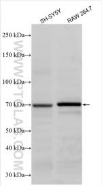 Serotonin transporter Antibody in Western Blot (WB)