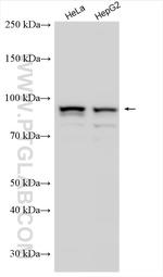 UVRAG Antibody in Western Blot (WB)