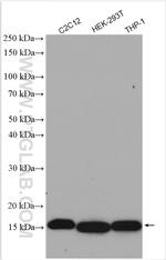 H3K36me2 Antibody in Western Blot (WB)