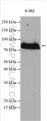 GAB2 Antibody in Western Blot (WB)