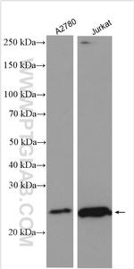 PCNP Antibody in Western Blot (WB)