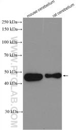 PAX2 Antibody in Western Blot (WB)