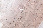 Parvalbumin Antibody in Immunohistochemistry (Paraffin) (IHC (P))