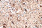 Parvalbumin Antibody in Immunohistochemistry (Paraffin) (IHC (P))