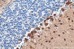 Parvalbumin Antibody in Immunohistochemistry (Paraffin) (IHC (P))