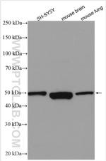 S1PR1 Antibody in Western Blot (WB)