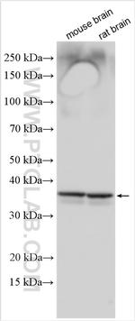 SFXN5 Antibody in Western Blot (WB)