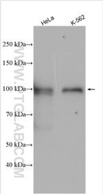 WDR47 Antibody in Western Blot (WB)