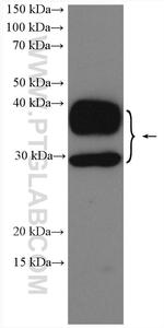 AQP2 Antibody in Western Blot (WB)