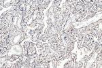 RAD50 Antibody in Immunohistochemistry (Paraffin) (IHC (P))