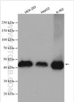 ZCCHC3 Antibody in Western Blot (WB)