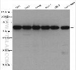 LEMD2 Antibody in Western Blot (WB)