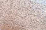 PTPRS Antibody in Immunohistochemistry (Paraffin) (IHC (P))