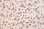 PTPRS Antibody in Immunohistochemistry (Paraffin) (IHC (P))