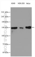 PTPRS Antibody in Western Blot (WB)